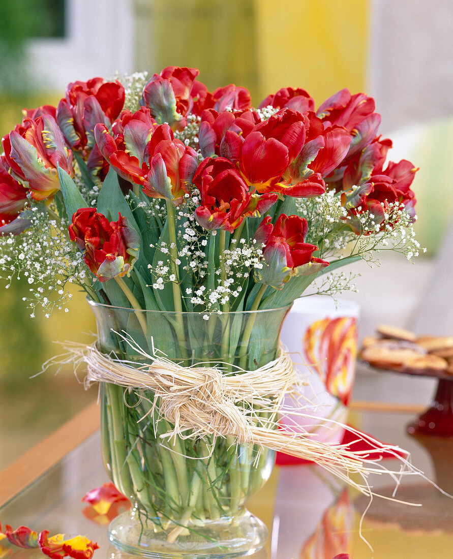 Tulipa hybrid (parrot tulip), Gysophila