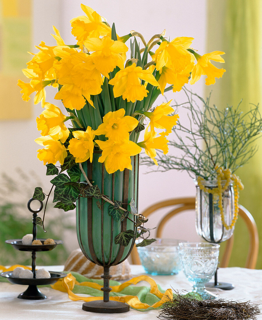 Narcissus hybr., bouquet of daffodils, Hedera (ivy)