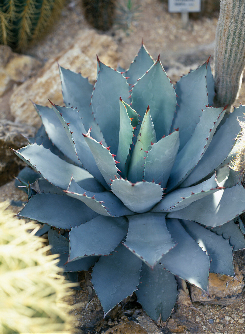 Agave Putatorum