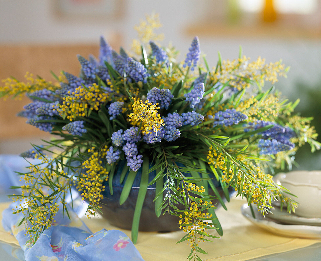 Muscari armeriacum (grape hyacinth), Acacia (mimosa)