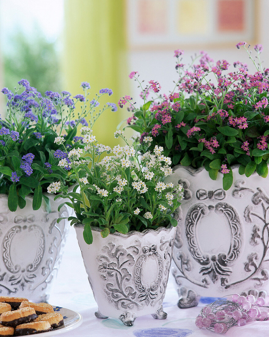 Myosotis sylvatica (forget-me-not) with pink and white flowers