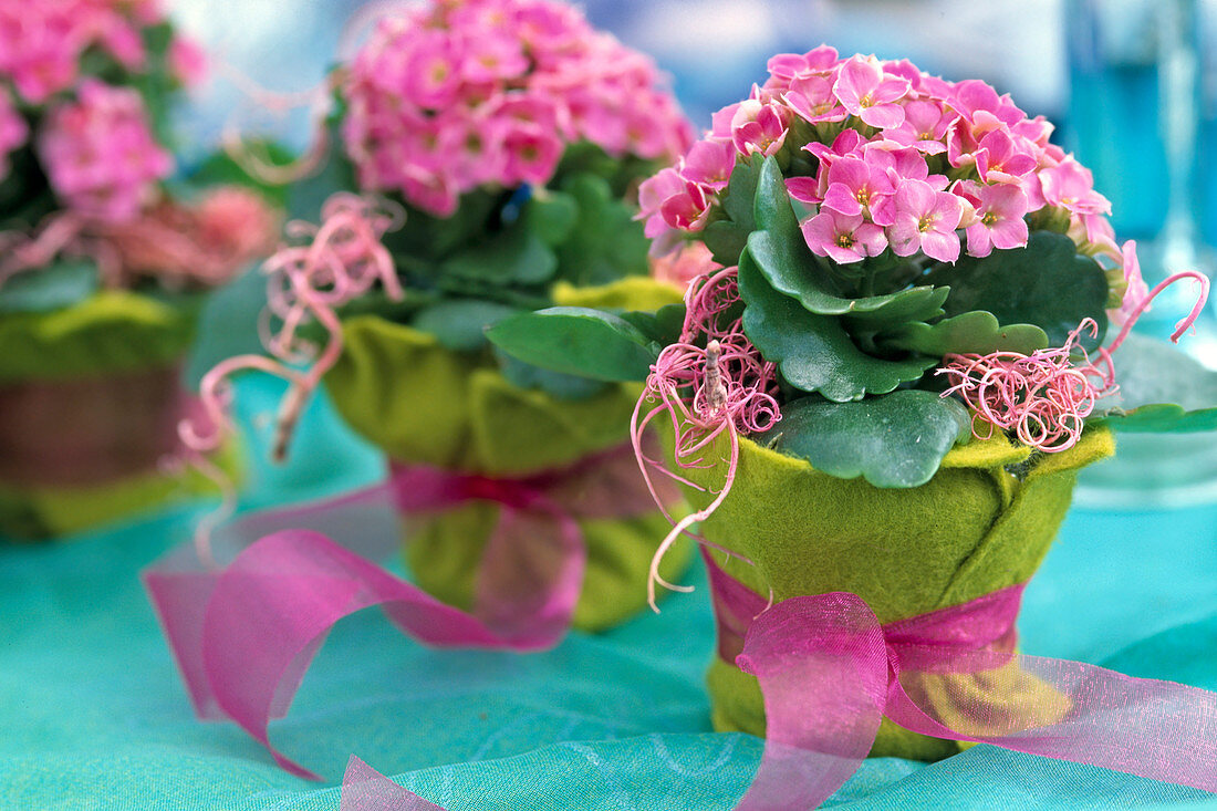 Kalanchoe blossfeldiana in Mini