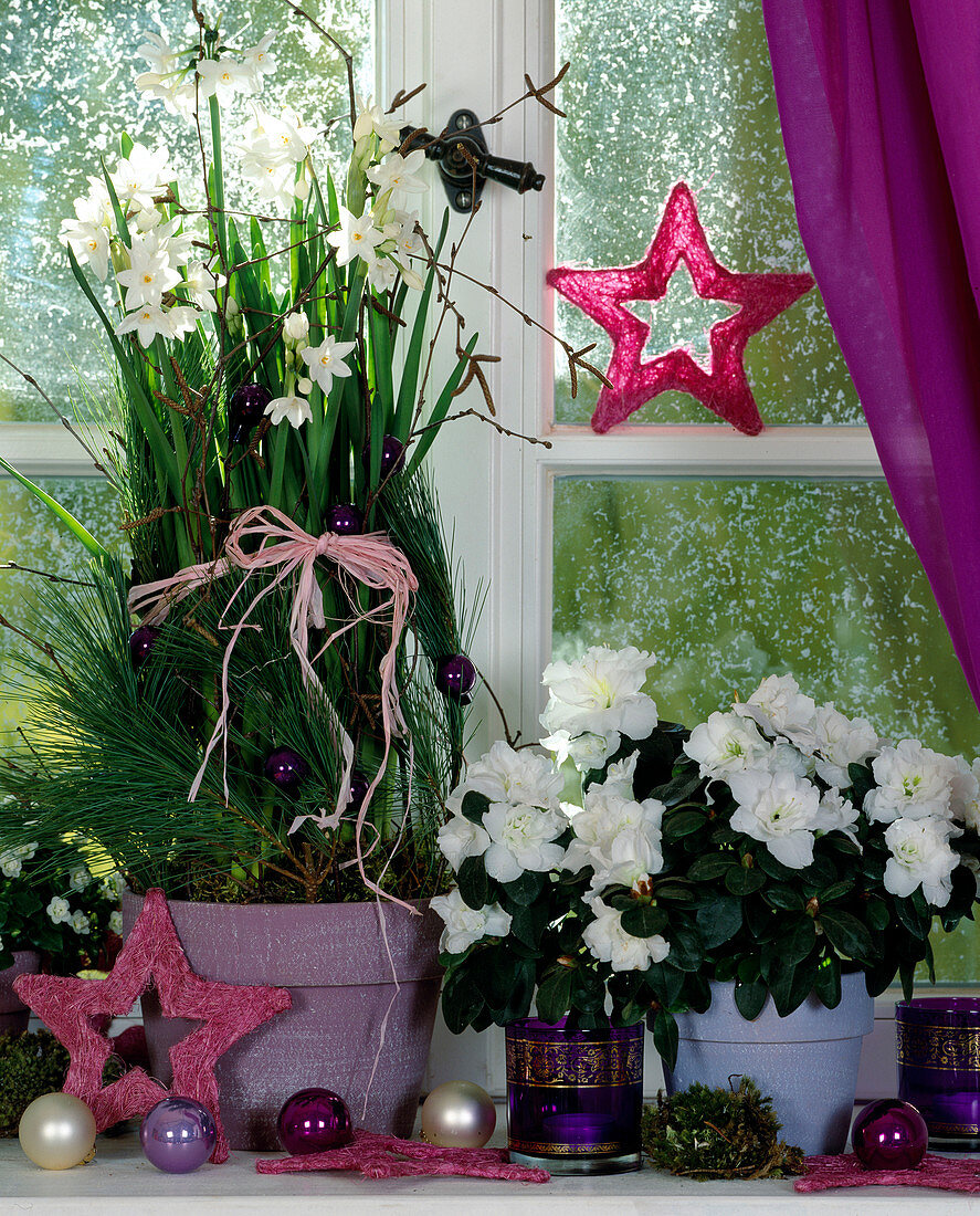 Christmas window with Narcissus (tazette narcissus), Azalea hybrid, Pinus