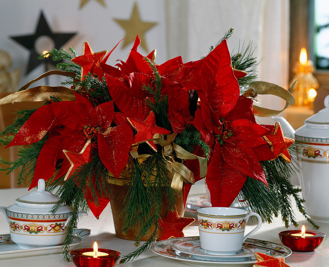 Euphorbia (poinsettia), gold-sprayed eucalyptus, Cryptomeria (sickle fir), Pinus