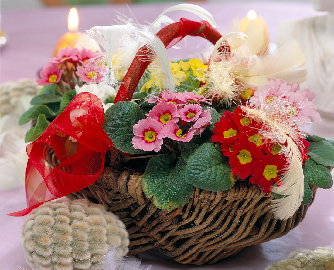 Basket with Primula acaulis (Cushion Primrose)