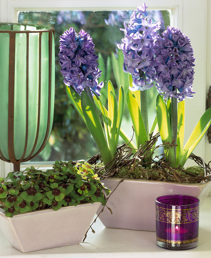 Hyacinthus orientalis (hyacinths), Oxalis tetraphylla