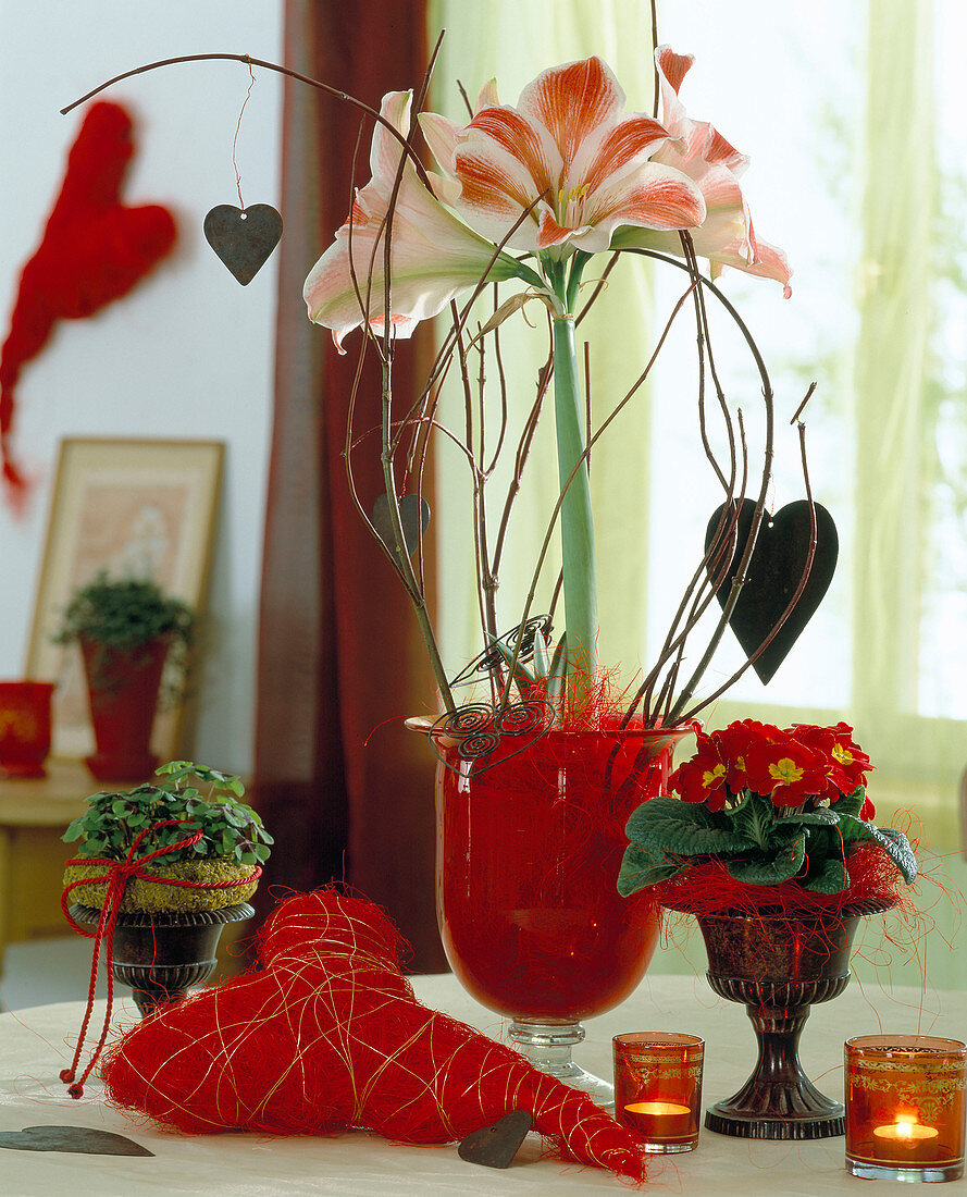 Red heart, amaryllis and primrose for Valentine's Day