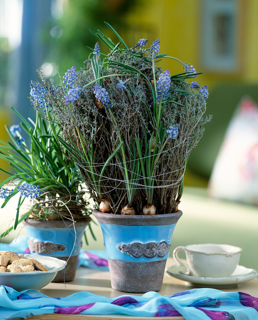 Muscari armeniacum (grape hyacinths and thyme twigs)