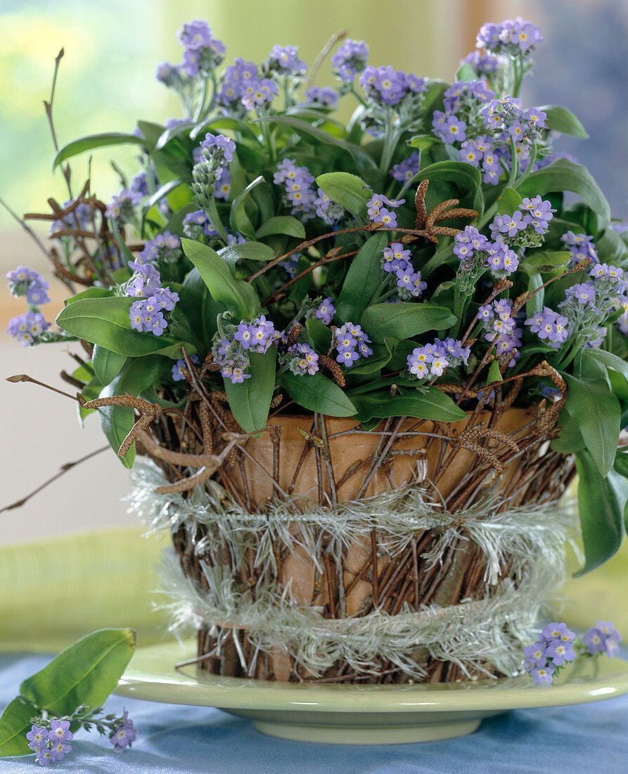 Myosotis sylvatica (Forget-me-not, dry manchette)