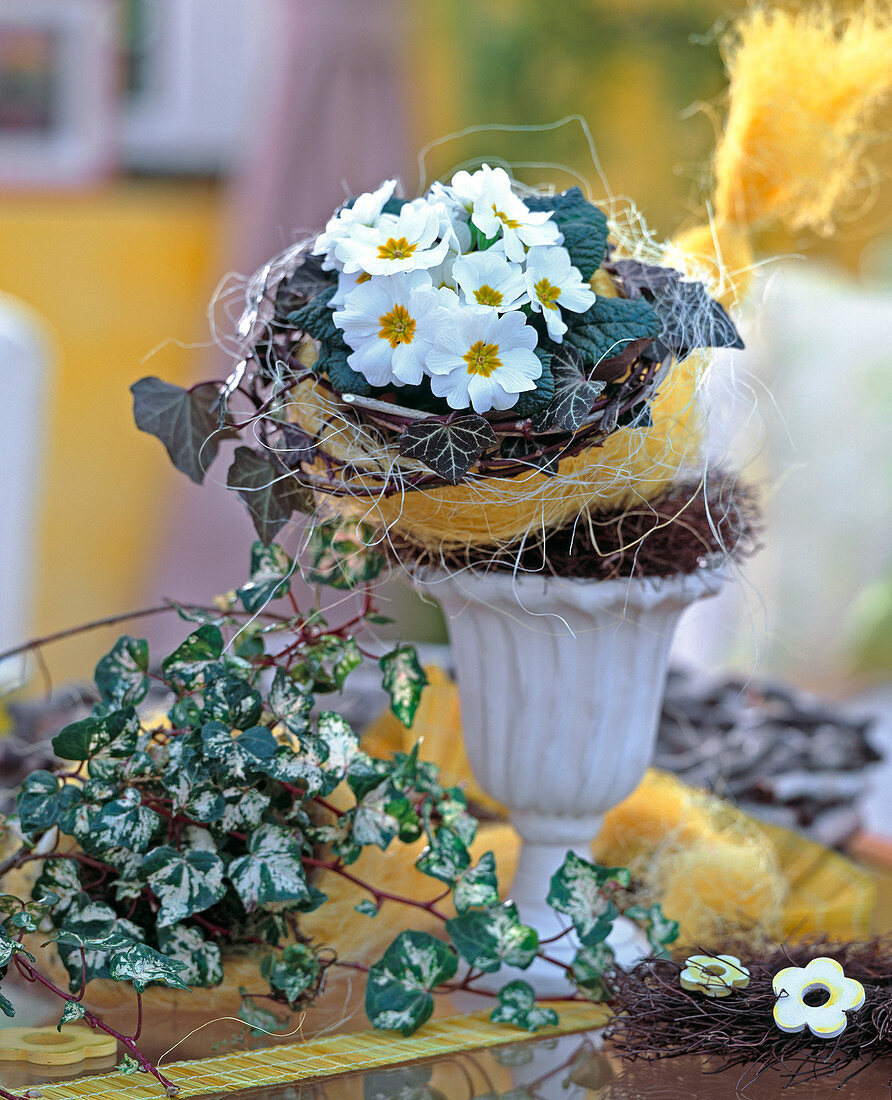 Primula acaulis (cushion primrose), Hedera (ivy)