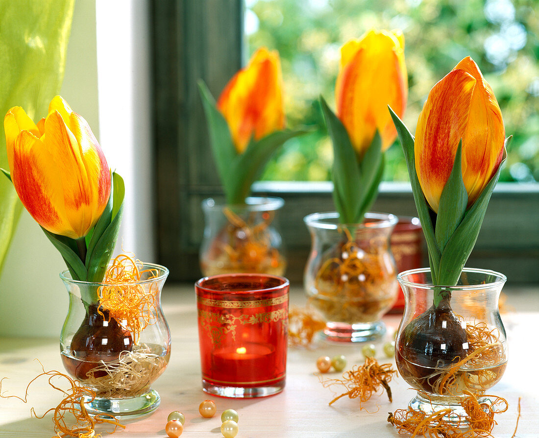 Tulipa 'Flair' in Wassergläsern, Zwiebel muß im Wasser