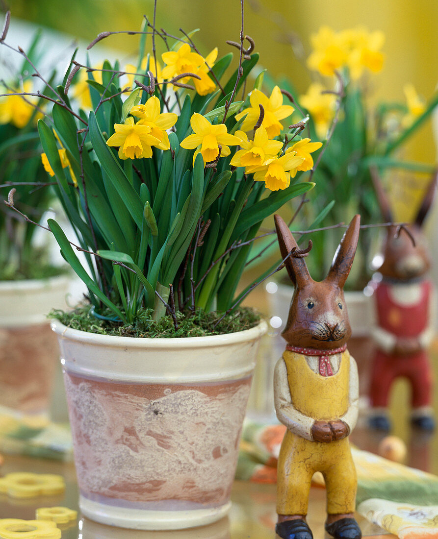 Narcissus 'Tete aTete' (Narcissus), birch twigs