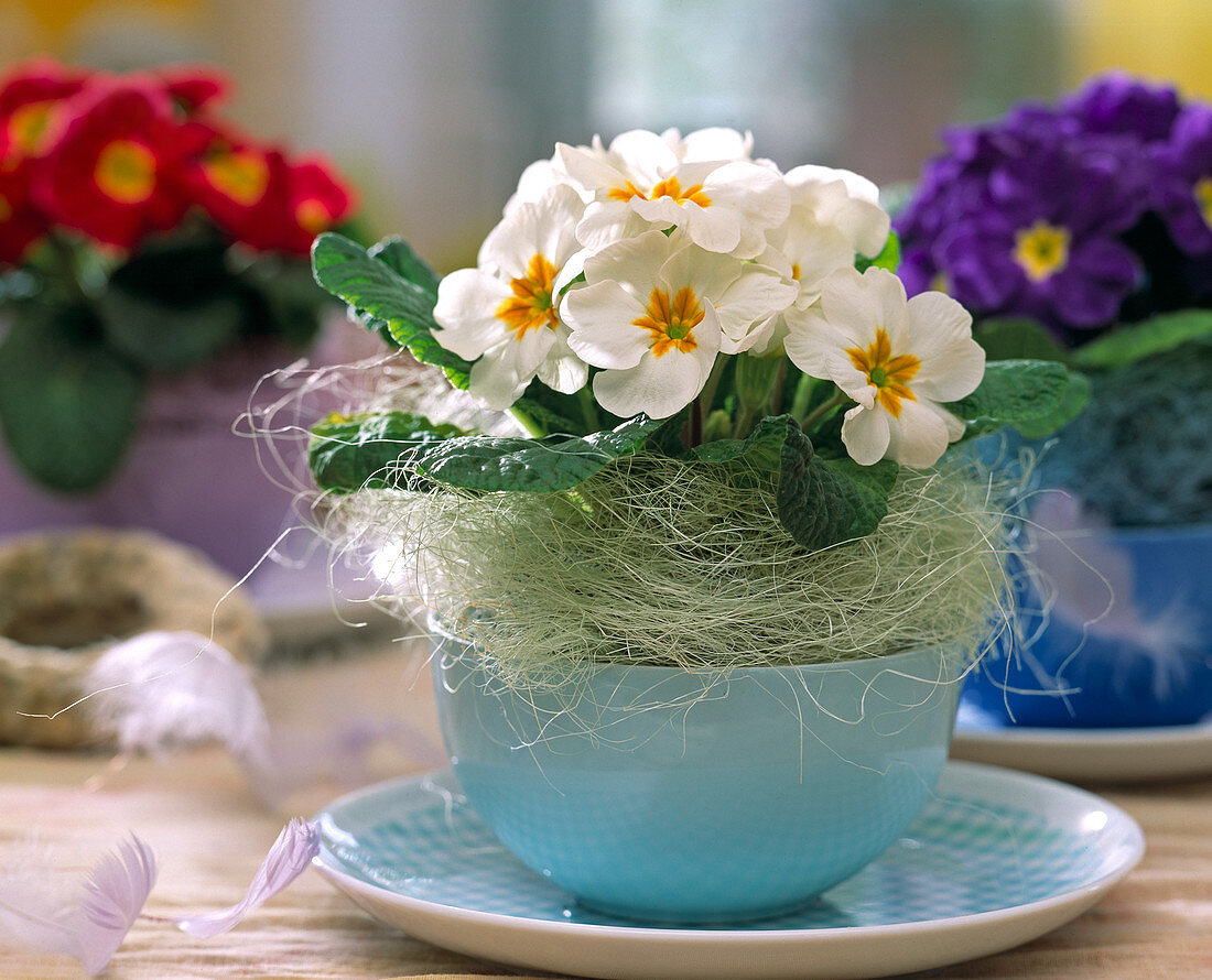 Primula acaulis (Cushion primrose in coffee cup)