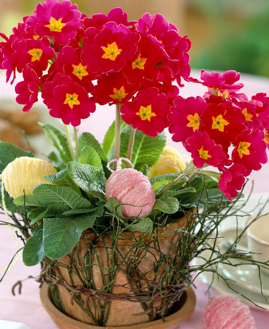 Primula elatior 'Crescendo Amarant' (primrose, wax eggs)