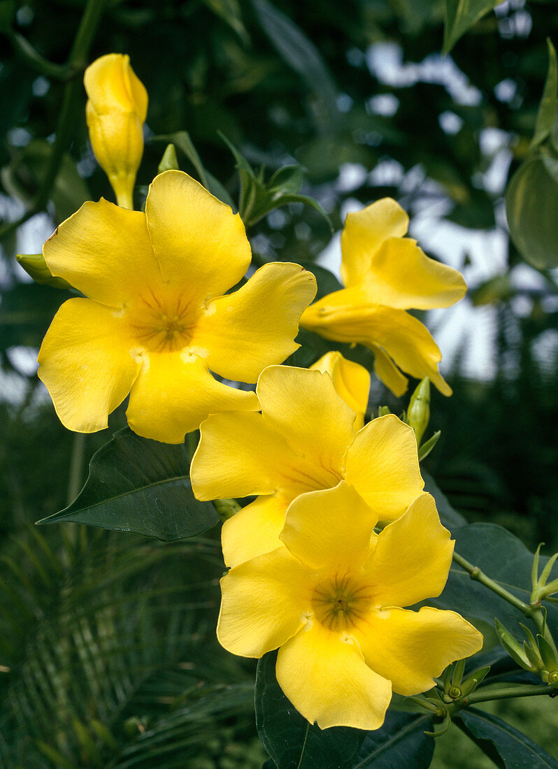 Allamanda cathartica