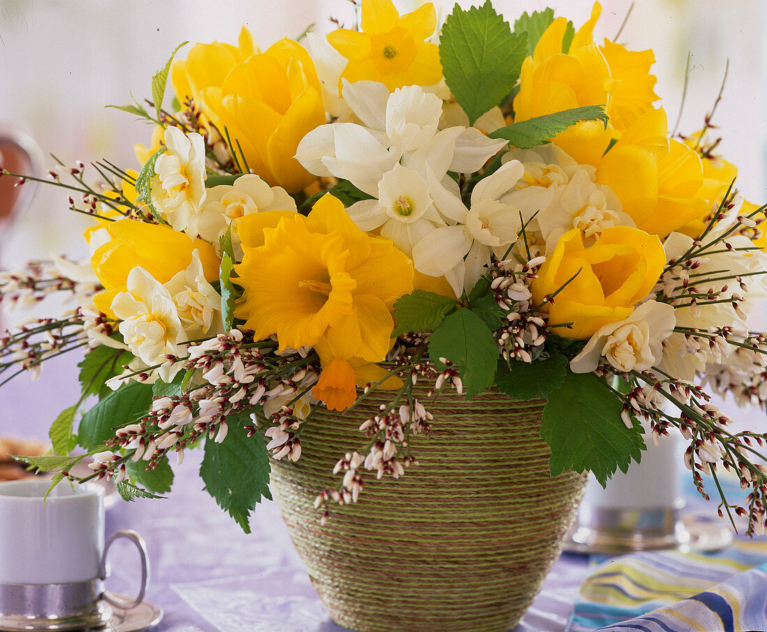 Bouquet of Narcissus hybr. 'Early Sensation' (yellow), 'Cheerfulness'.