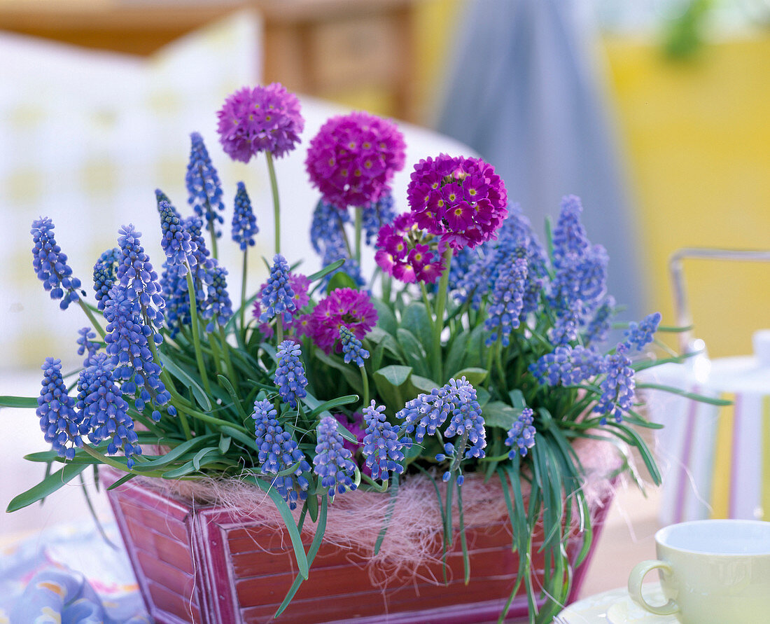 Primula denticulata globular primrose, Muscari armeniacum grape hyacinths