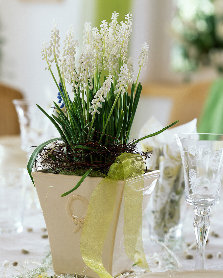 Muscari botryoides (grape hyacinth) with white flowers