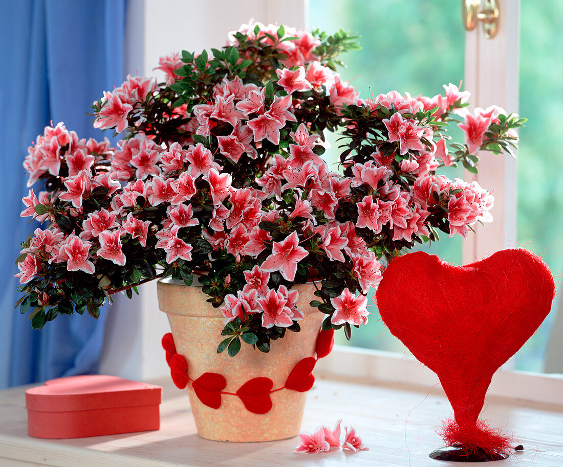 Azalea hybrid, velvet heart necklace, sisal heart vase