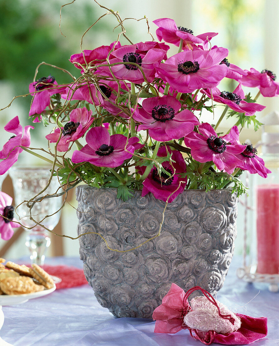 Anemone 'De Caeri' (Anemones) in grey clay pot