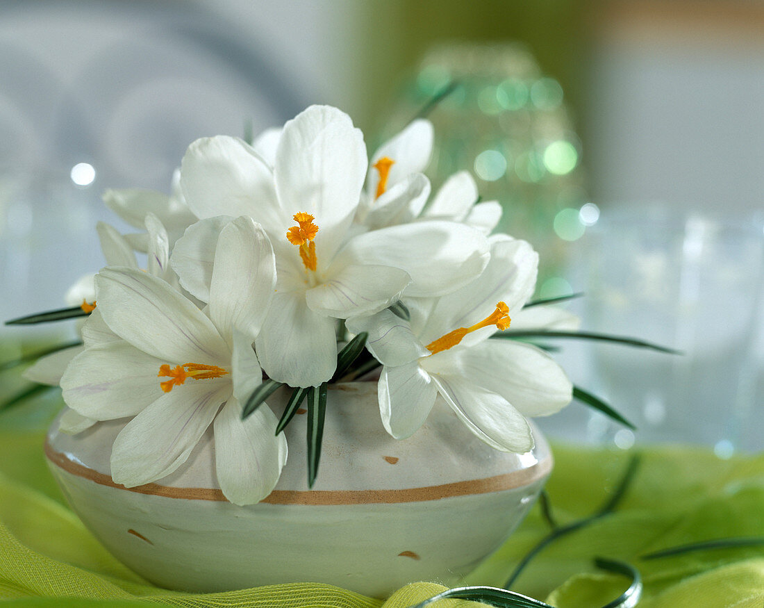 Crocus vernus (Crocus) in vase