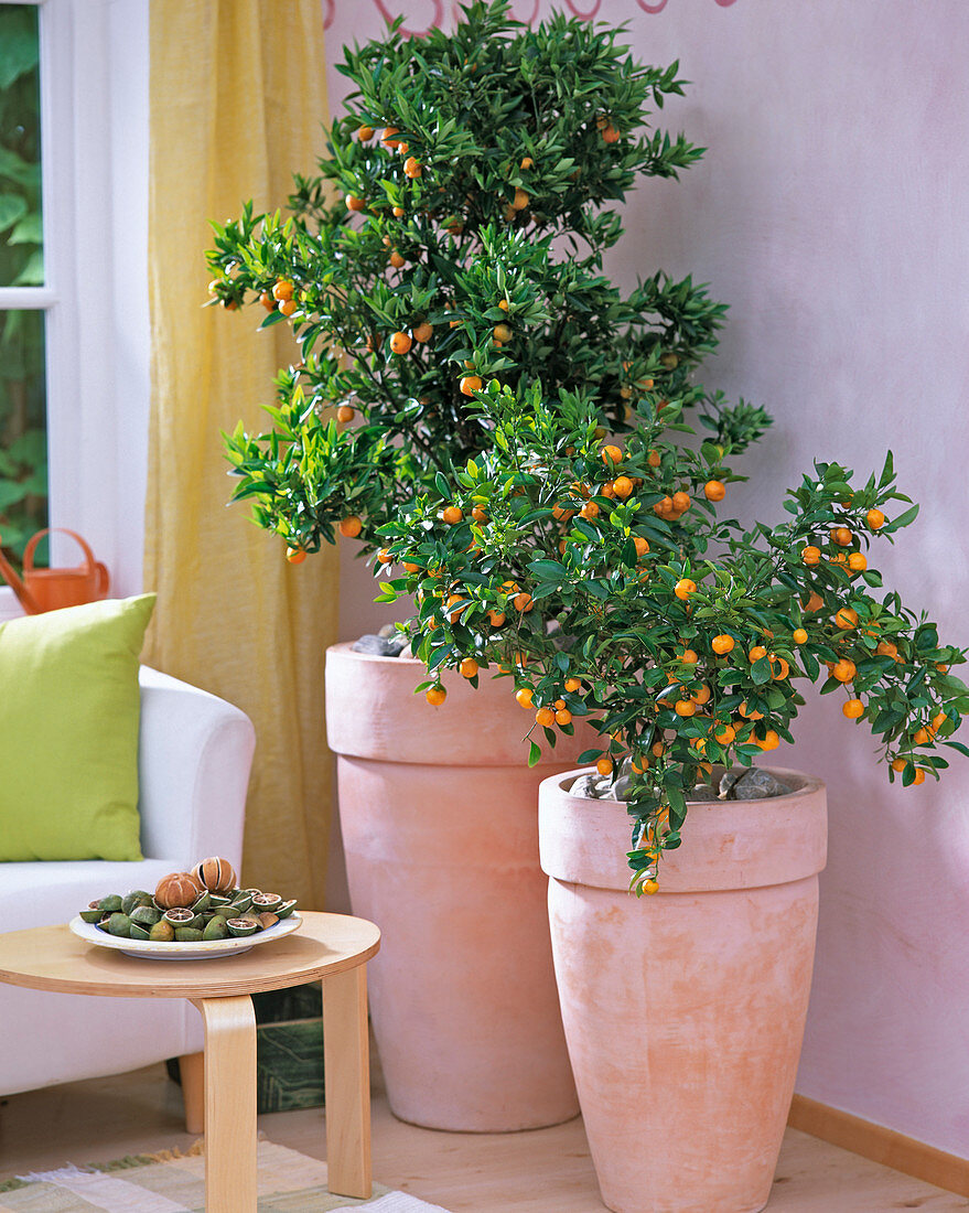 Citrofortunella microcarpa (ornamental orange)