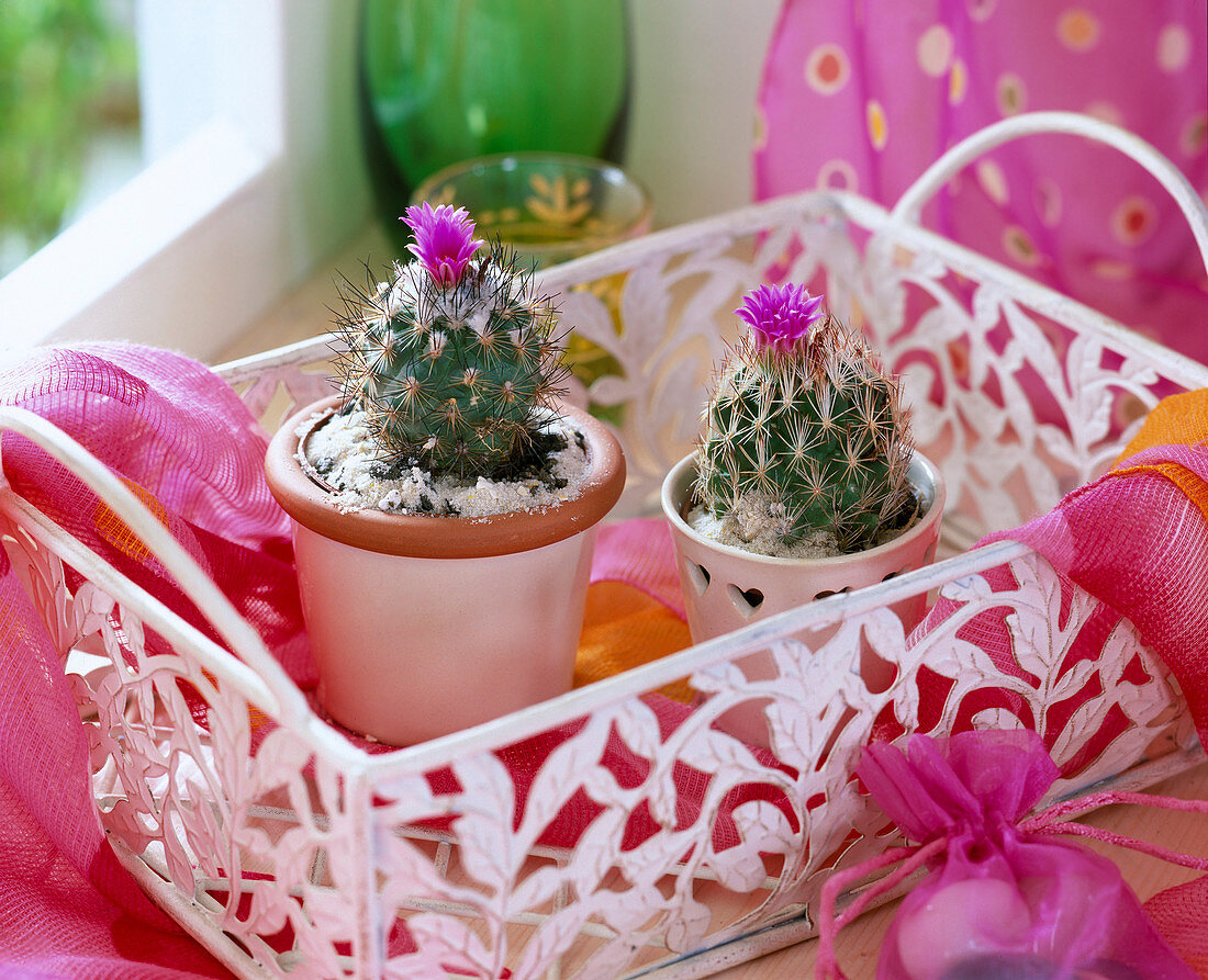 Cacti, left: Escobaria hesteri, right: Gymnocactus viereckii.