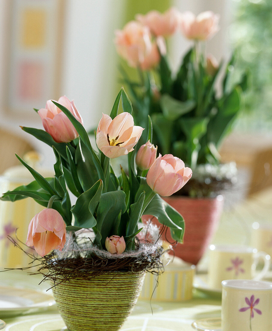 Tulipa hybr. 'Apricot Beauty'