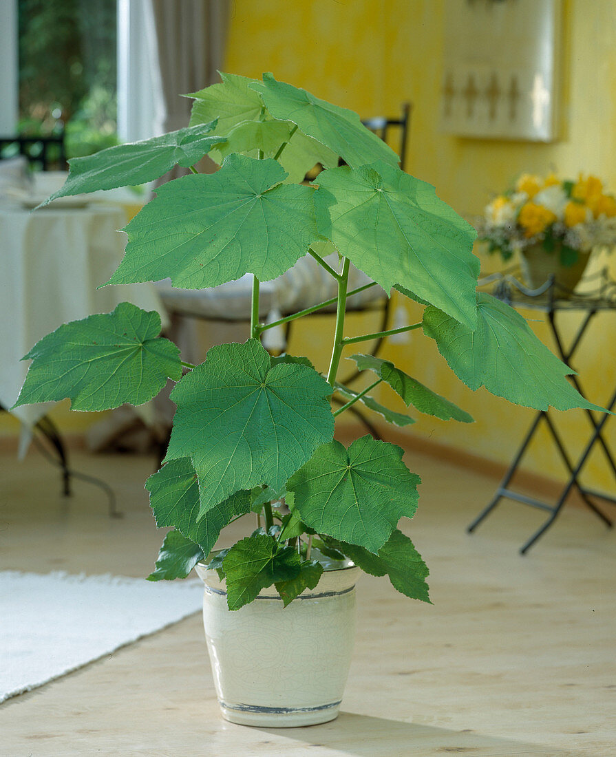 Sparmannia africana