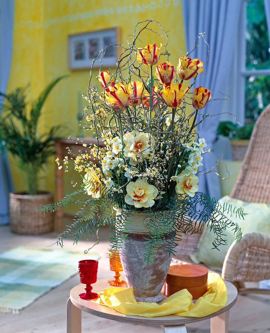 Tulipa hybr. 'Monsella', Narcissus 'Tahiti', Cytisus (broom)