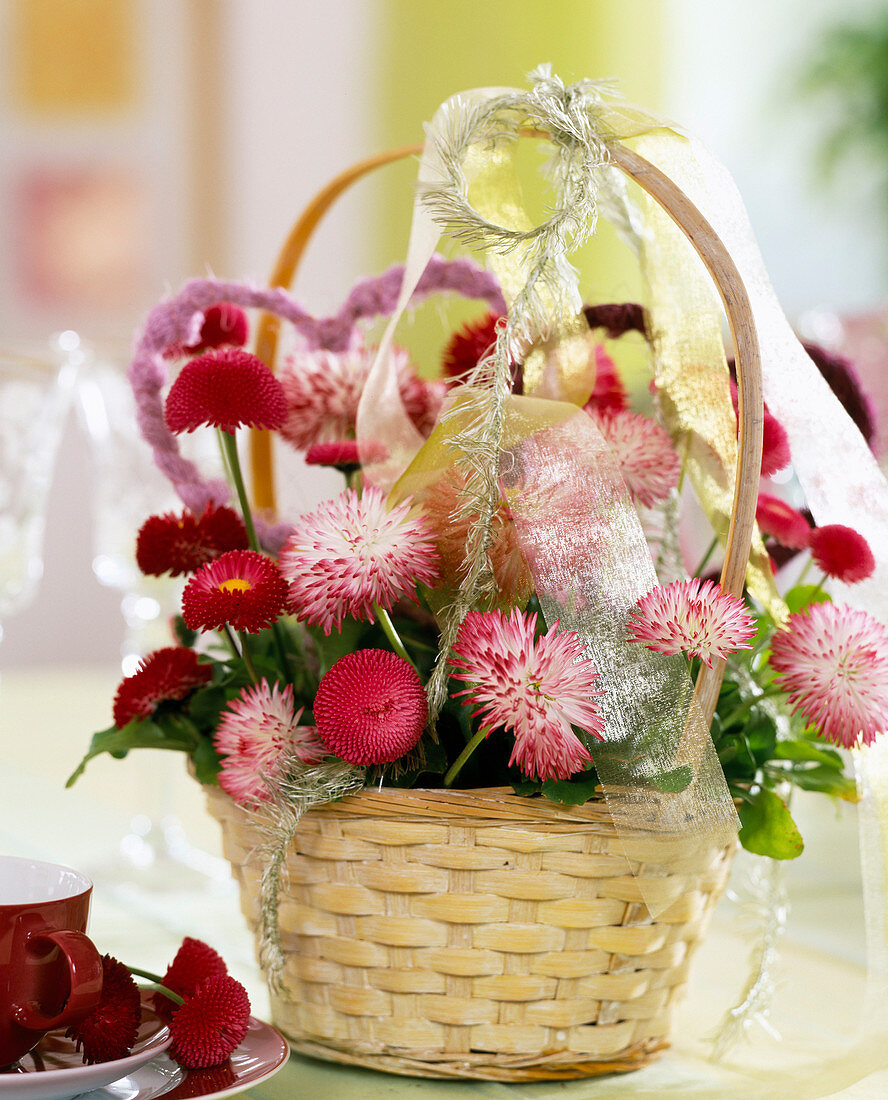 Basket lined with plastic and Bellis habarnera 'White with red trim'.