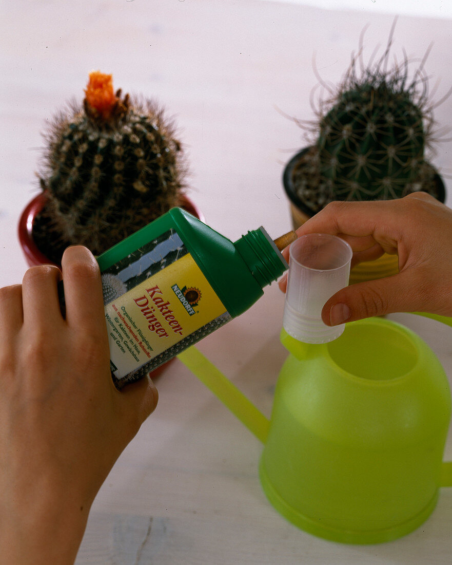 Fertilise cacti with liquid fertiliser