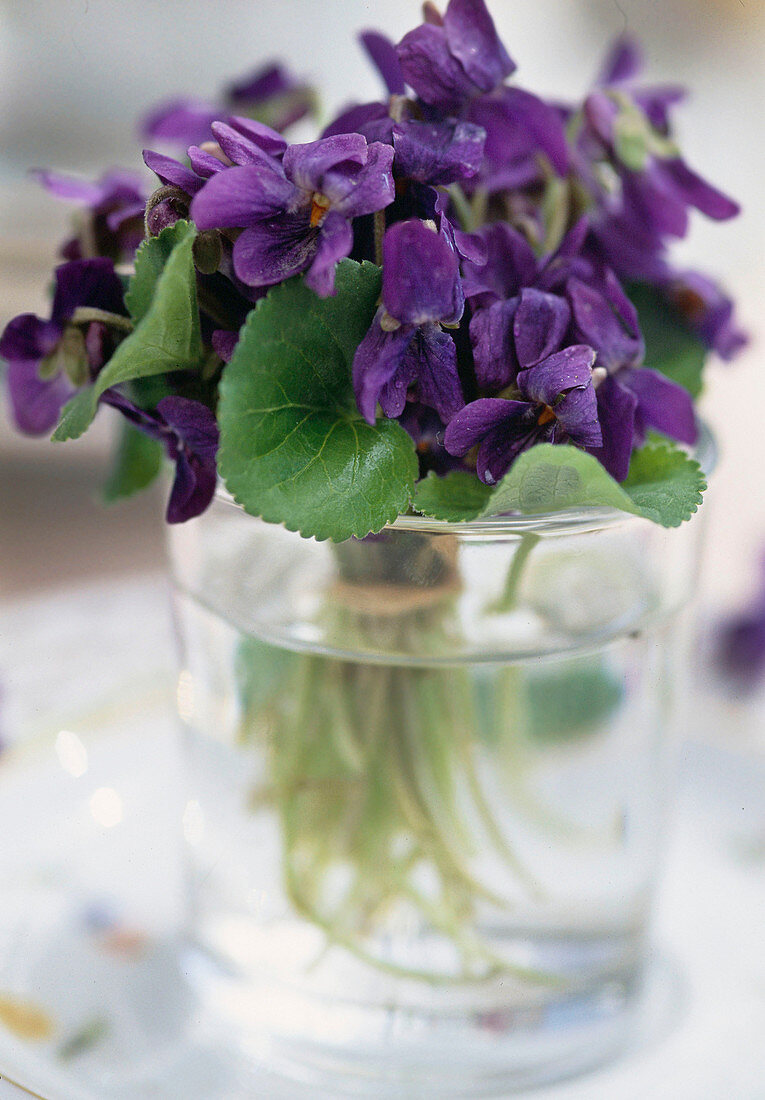 Fragrant violet (Viola odorata) in a jar