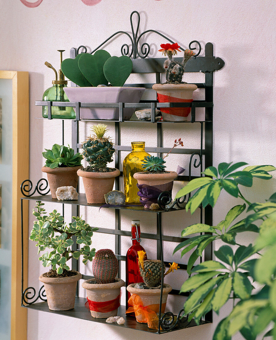 Iron wall shelf with Hoya (wax flower), cacti