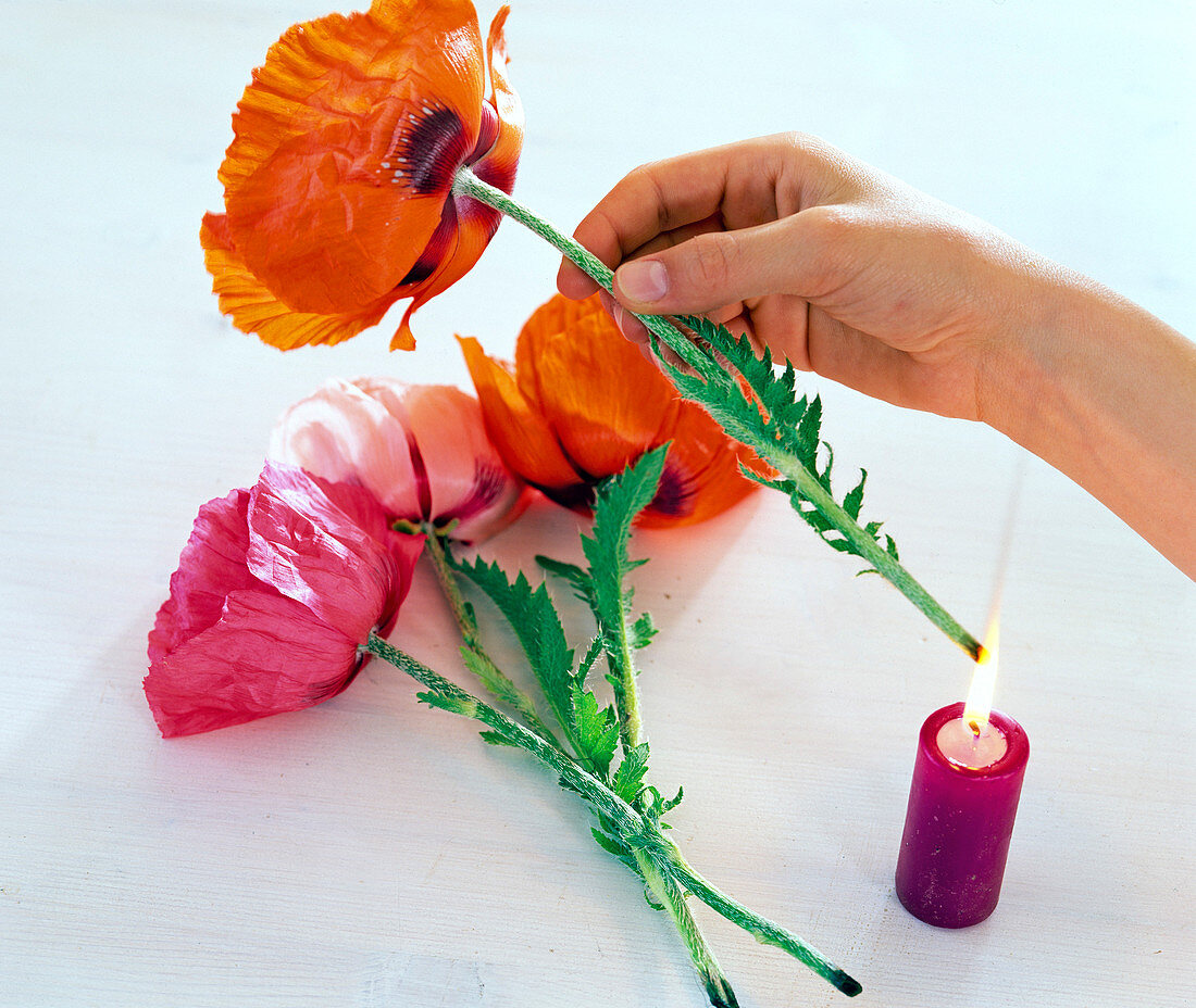 Papaver orientale (Turkish poppy), hold stem over candle