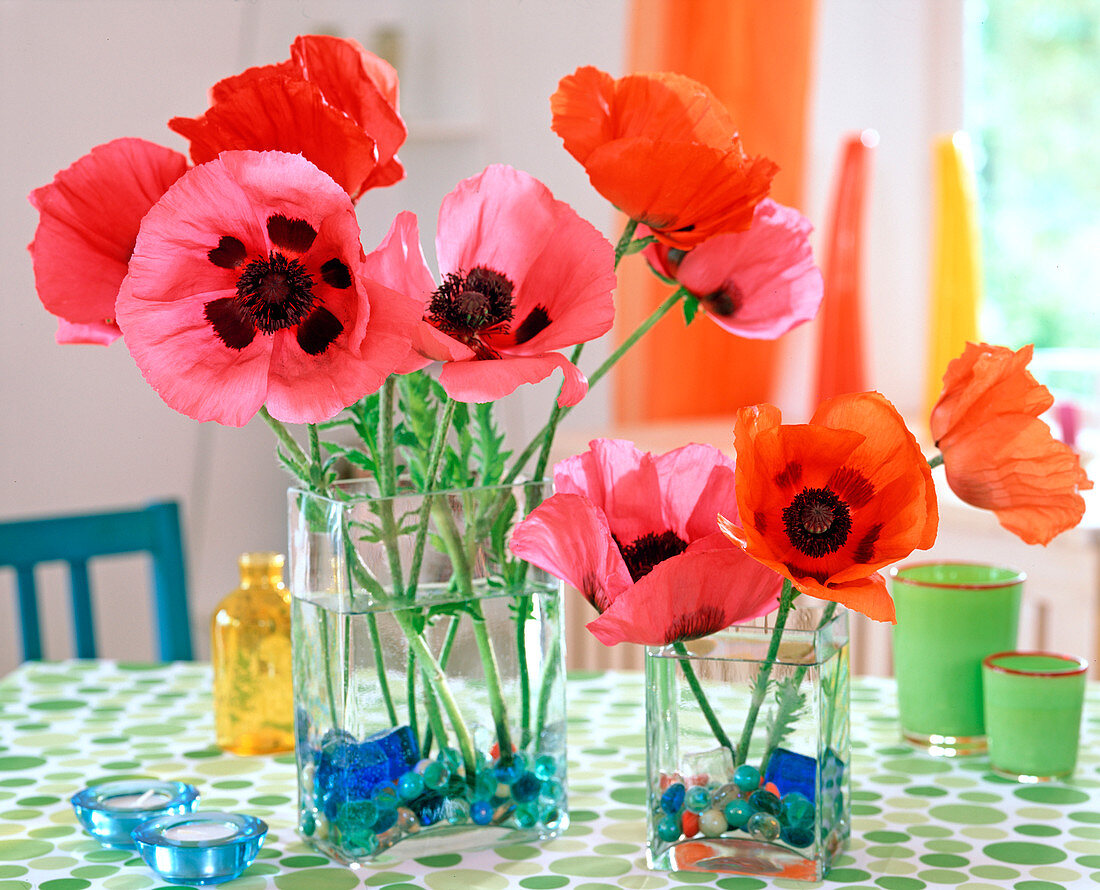 Papver orientalis (Turkish poppy) in glass vases