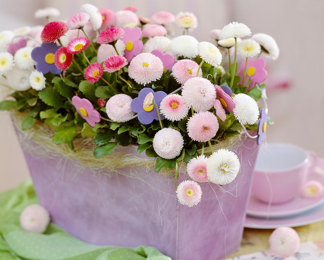 Bellis perennis 'Tasso', 'White', 'Strawberry Cream', 'Pink' (Centaury)