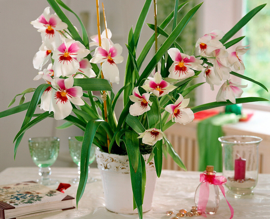 Miltonia hybrids