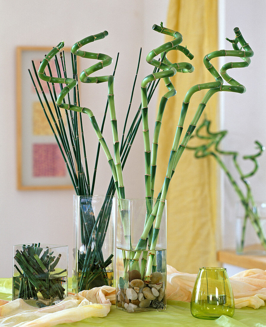 Dracaena (Lucky Bamboo)