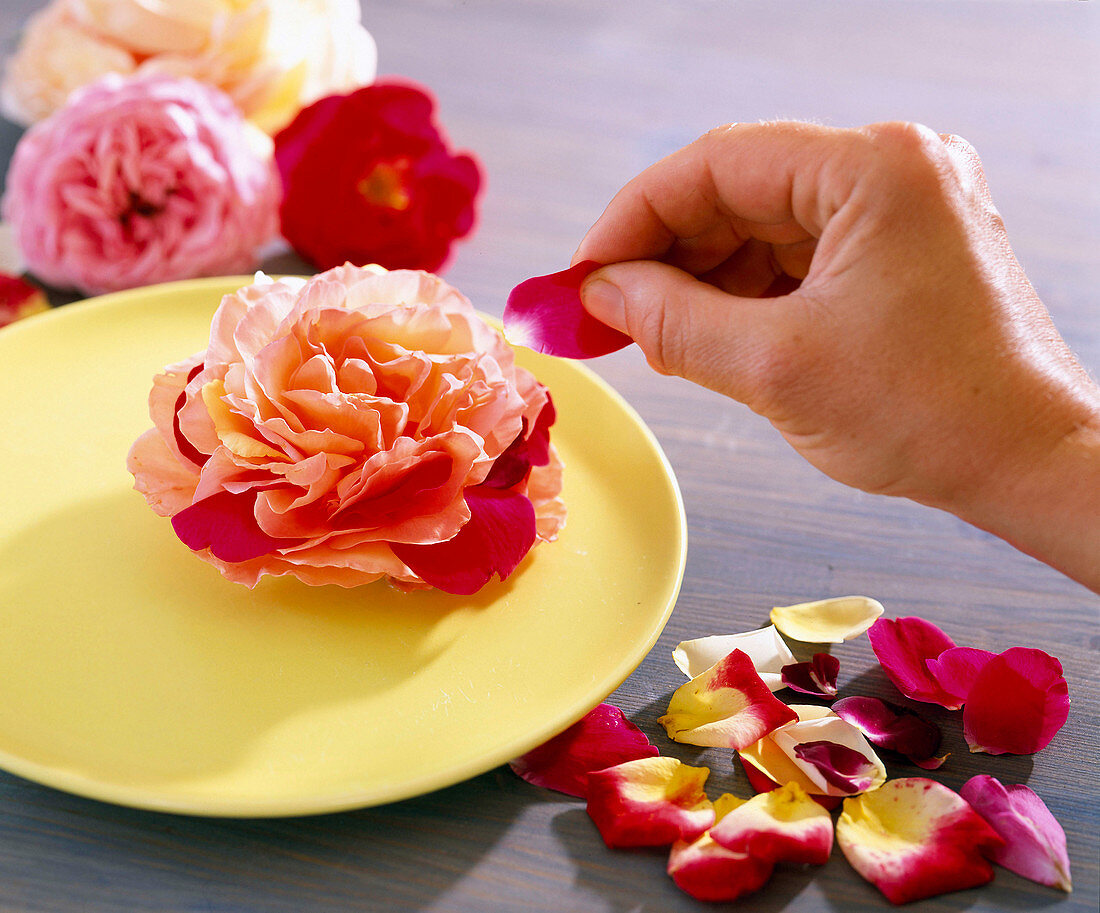 Table decoration: Two-coloured rose, rose blossom with leaves from another blossom