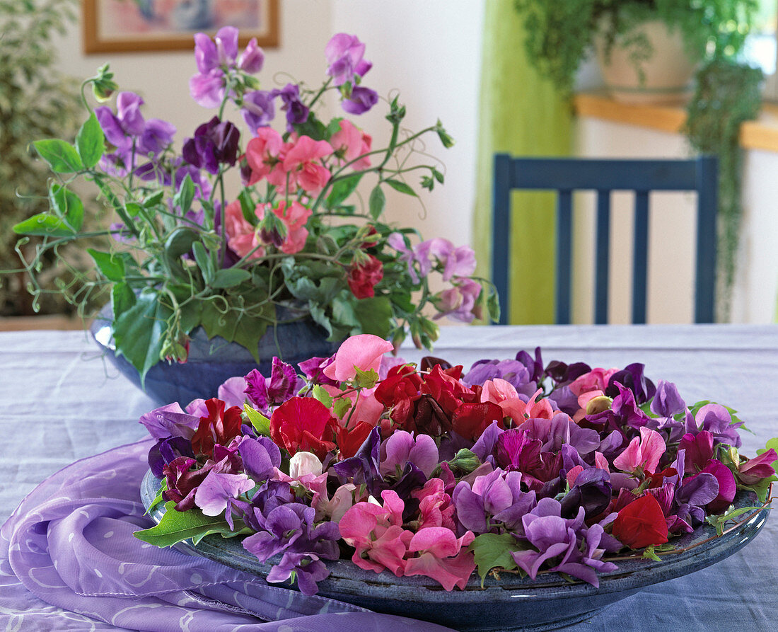 Vase and bowl with Lathyrus odoratus (scented vine)