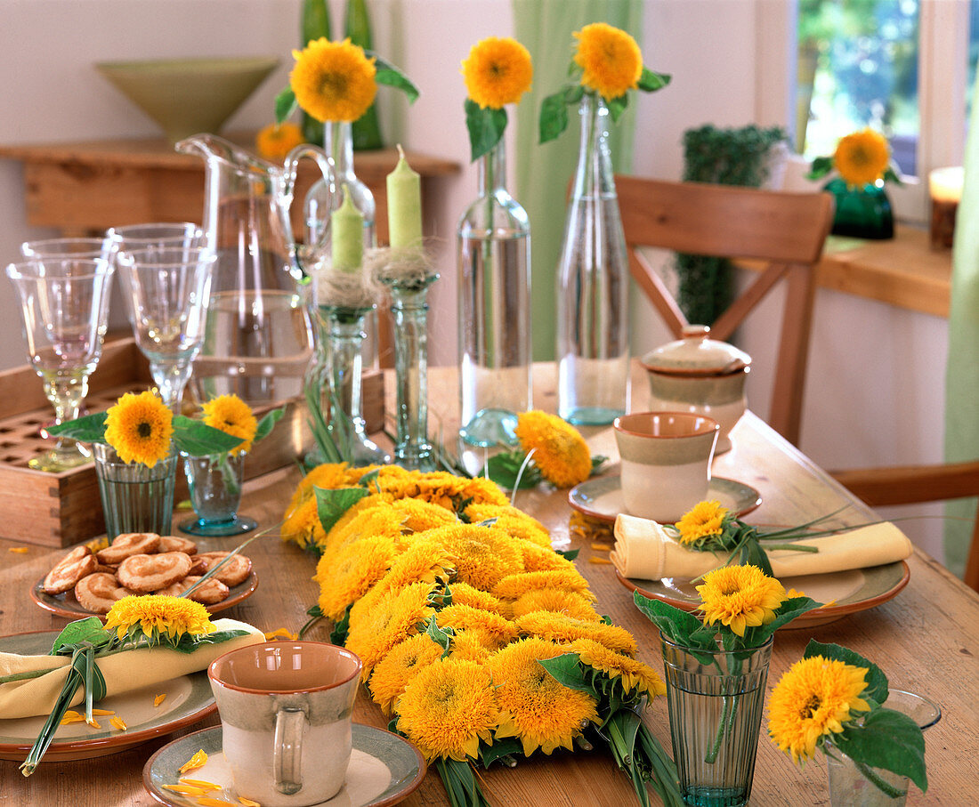 Table Decoration, Helianthus annuus (Sunflower 'Teddybär')