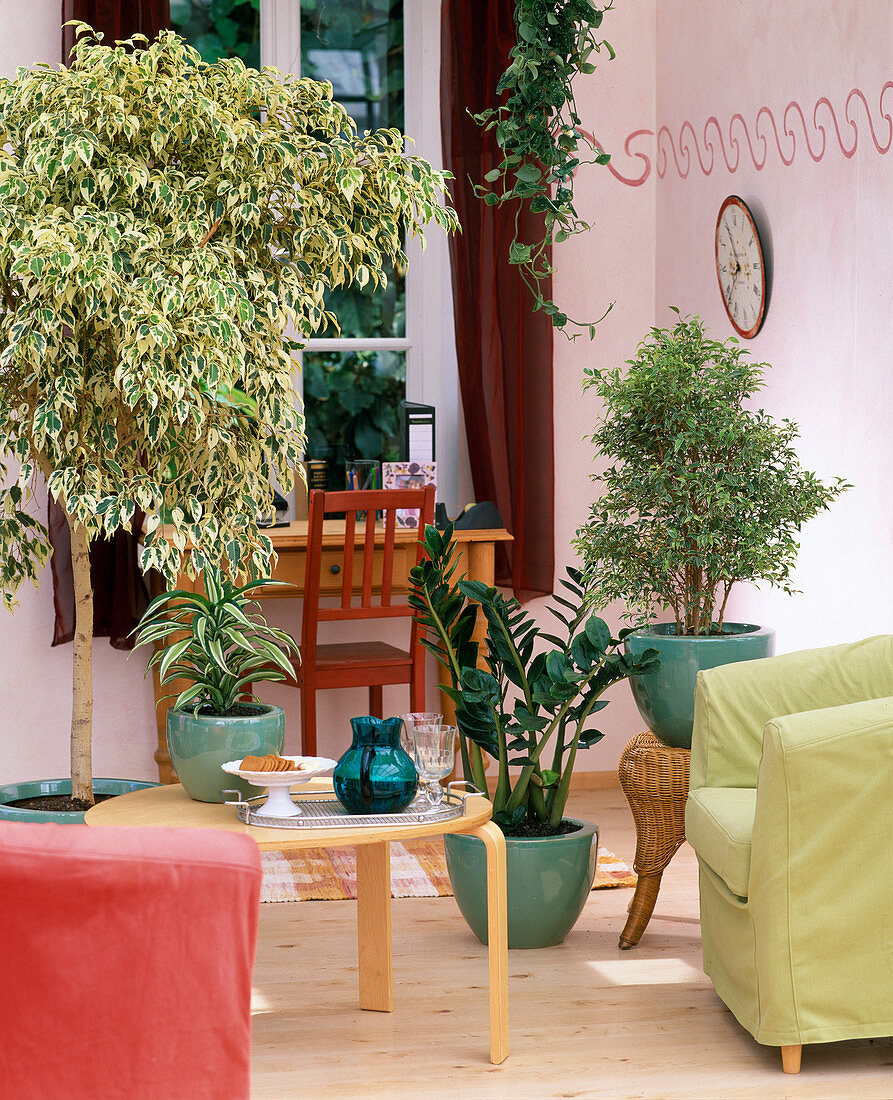 Plants as room dividers: Ficus benjamina 'Starlight'