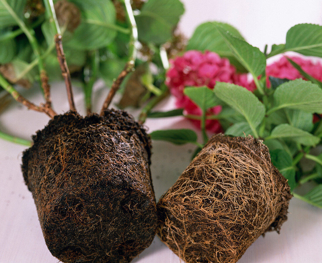 Hydrangea root ball