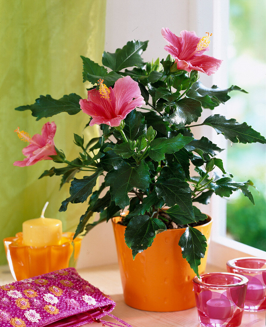 Hibiscus rosa-sinensis, rose marshmallow