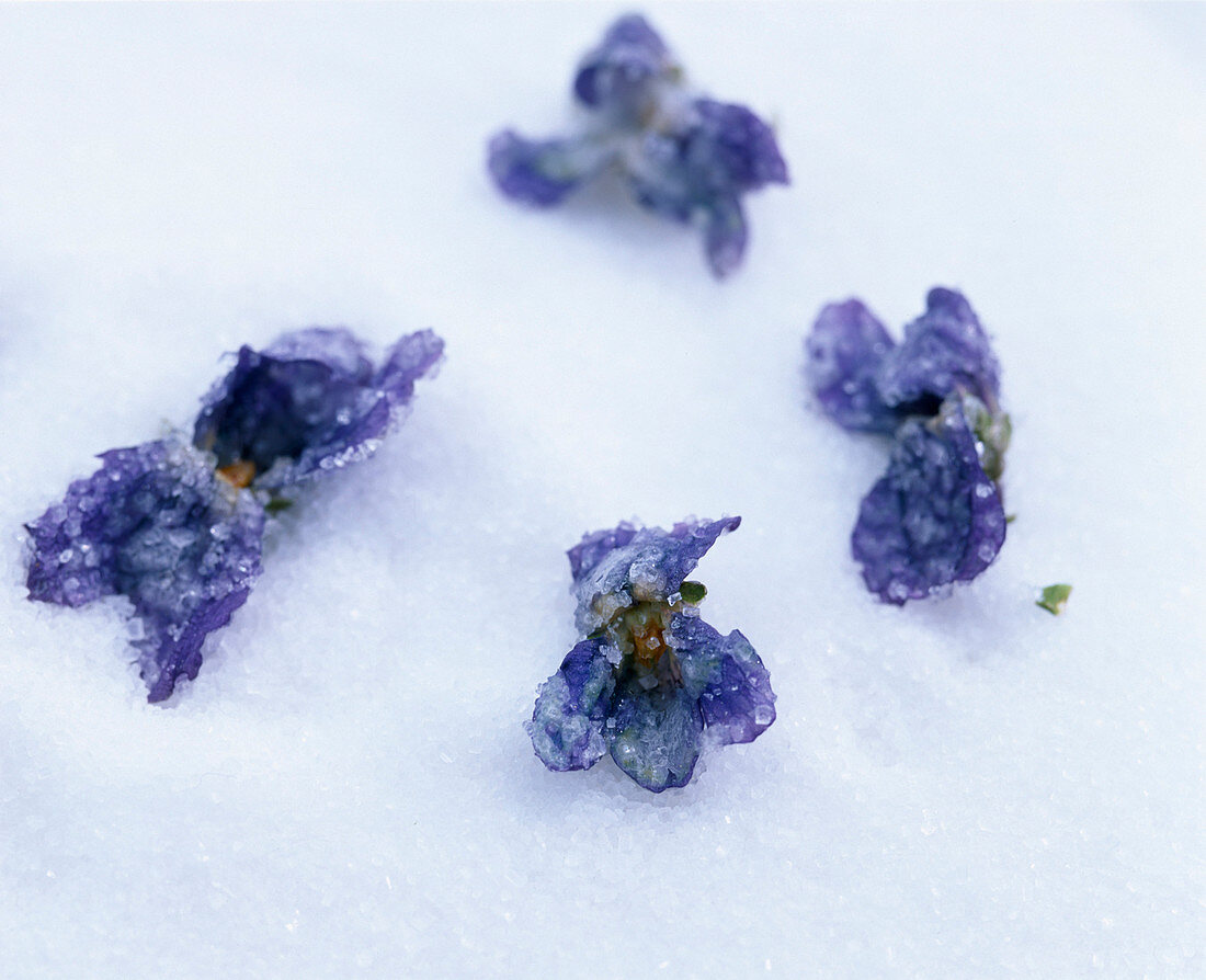 Sweetening scented violets (3/5)