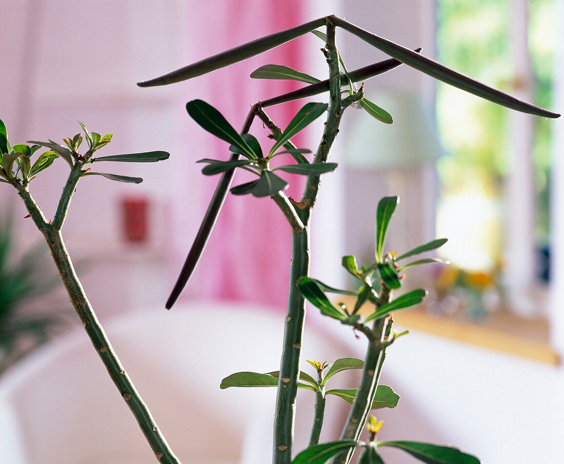 Adenium obesum (Fruiting Stems of the Desert Rose)