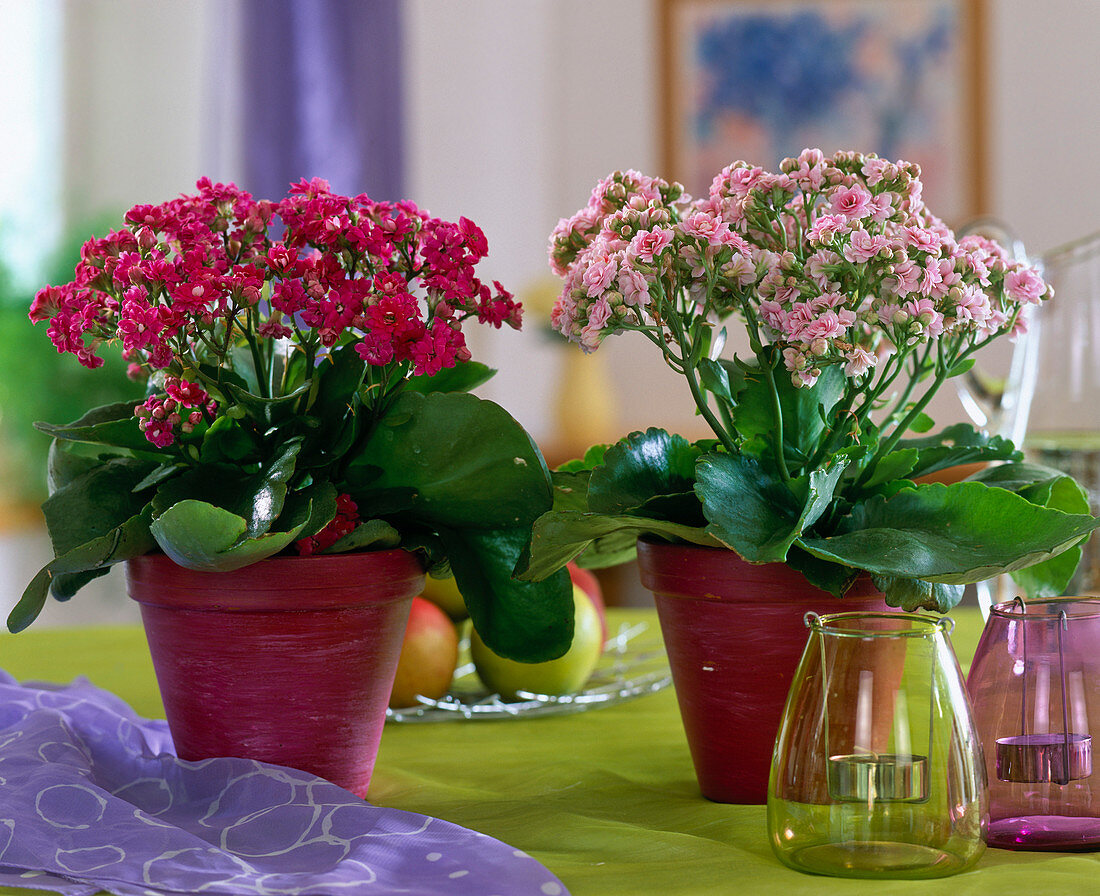 Kalanchoe blossfeldiana (Flaming Cheetah)