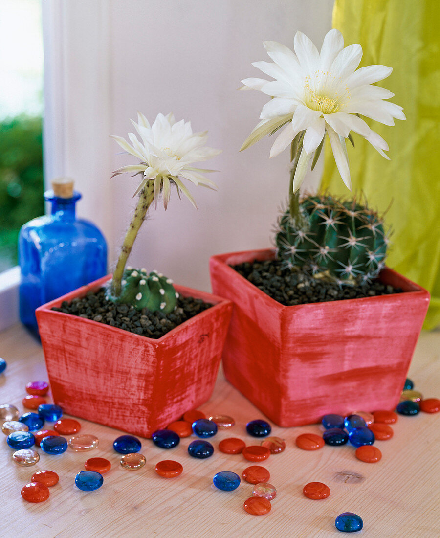 Echinopsis obrepanda