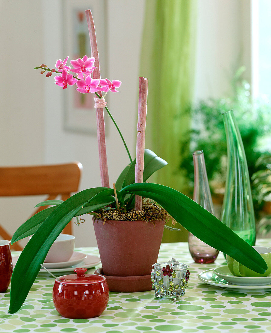 Phalaenopsis mini (Doritaenopsis) (Schmetterlingsorchidee)